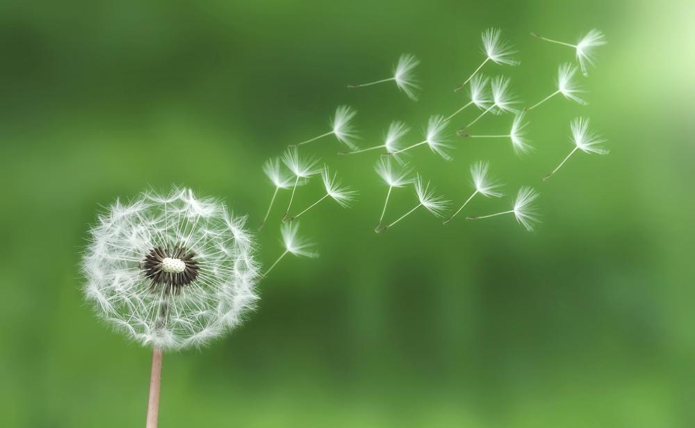 dandelion 1